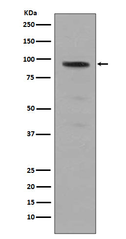 Anti-Phospho-STAT5a (Tyr694) Rabbit Polyclonal Antibody