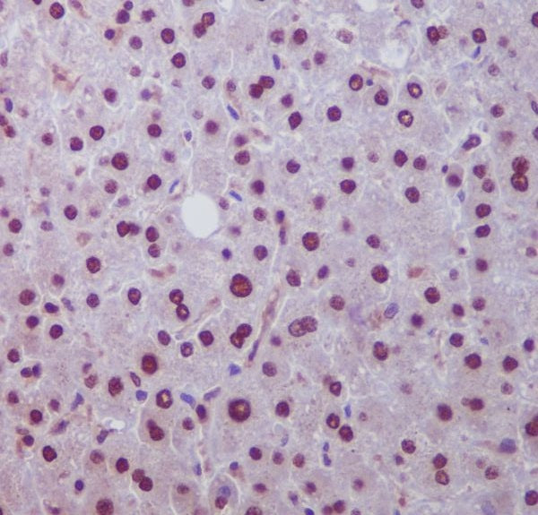 Anti-HES1 Rabbit Polyclonal Antibody