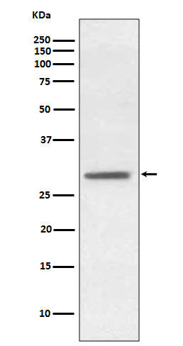 Anti-HES1 Rabbit Polyclonal Antibody