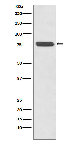 Anti-p63 Rabbit Polyclonal Antibody