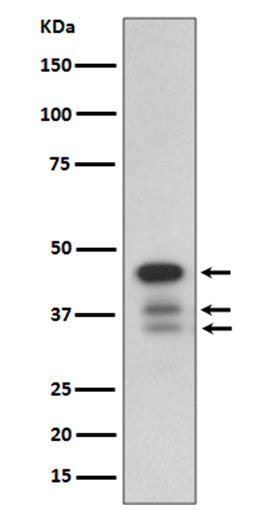 Anti-Cleaved-Caspase 9 Rabbit Polyclonal Antibody