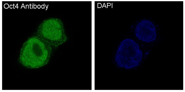 Anti-Oct-4 Rabbit Polyclonal Antibody
