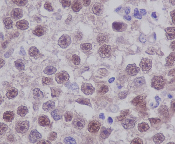 Anti-Oct-4 Rabbit Polyclonal Antibody