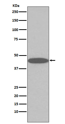 Anti-Oct-4 Rabbit Polyclonal Antibody