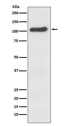 Anti-ACE2 Rabbit Polyclonal Antibody