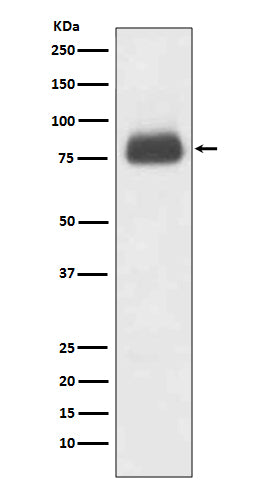 Anti-CD36 Rabbit Polyclonal Antibody