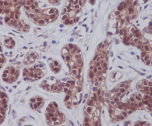Anti-STAT5 Rabbit Polyclonal Antibody