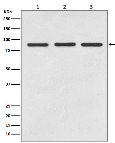 Anti-STAT5 Rabbit Polyclonal Antibody