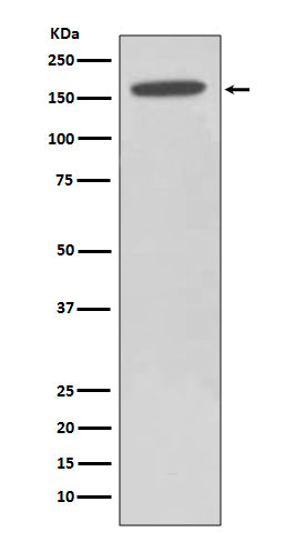 Anti-HDAC6 Rabbit Polyclonal Antibody