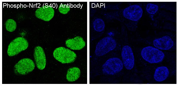 Anti-Phospho-Nrf2 (Ser40) Rabbit Polyclonal Antibody