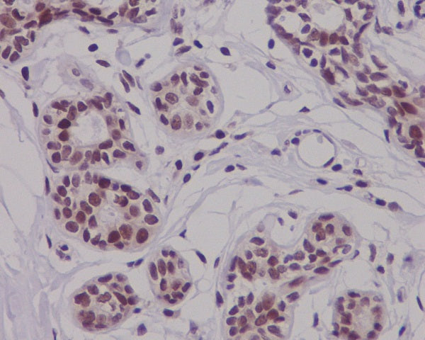Anti-Phospho-Nrf2 (Ser40) Rabbit Polyclonal Antibody
