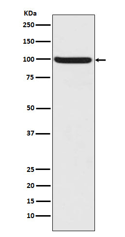 Anti-Phospho-Nrf2 (Ser40) Rabbit Polyclonal Antibody