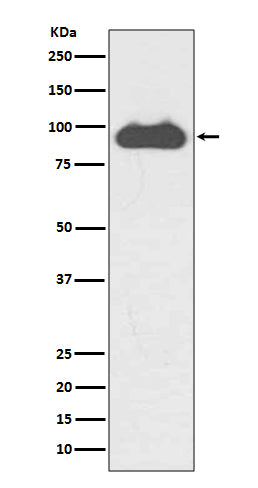 Anti-Transferrin Receptor 1 Rabbit Polyclonal Antibody