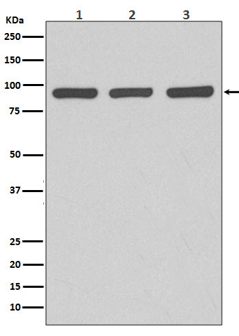 Anti-Argonaute 2 Rabbit Polyclonal Antibody