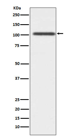 Anti-ADAM17 Rabbit Polyclonal Antibody