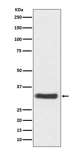 Anti-NQO1 Rabbit Polyclonal Antibody