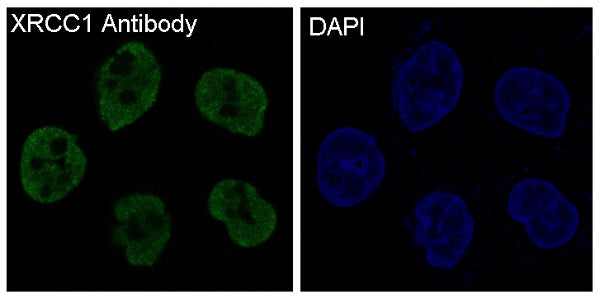 Anti-XRCC1 Rabbit Polyclonal Antibody