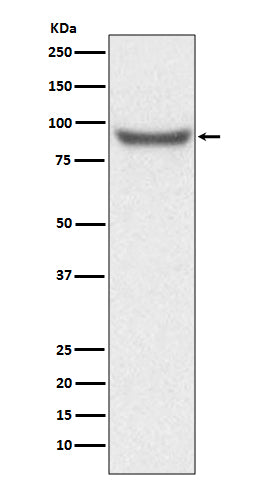 Anti-XRCC1 Rabbit Polyclonal Antibody