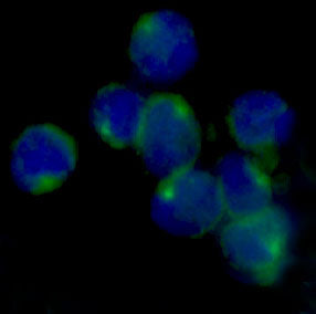 Anti-LOX Rabbit Polyclonal Antibody