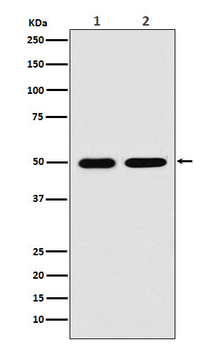 Anti-LOX Rabbit Polyclonal Antibody