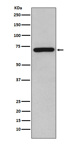 Anti-Rel B Rabbit Polyclonal Antibody