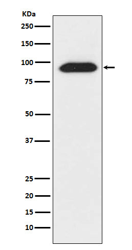 Anti-KAT13D Rabbit Polyclonal Antibody