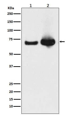 Anti-GRP75 Rabbit Polyclonal Antibody