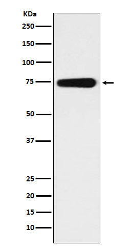 Anti-BMAL1 Rabbit Polyclonal Antibody
