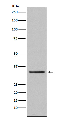 Anti-ORAI1 Rabbit Polyclonal Antibody