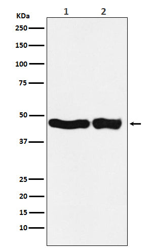 Anti-Complex III Subunit 2 Rabbit Polyclonal Antibody