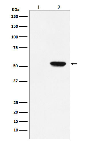 Anti-Phospho-MLKL (Ser358) Rabbit Polyclonal Antibody
