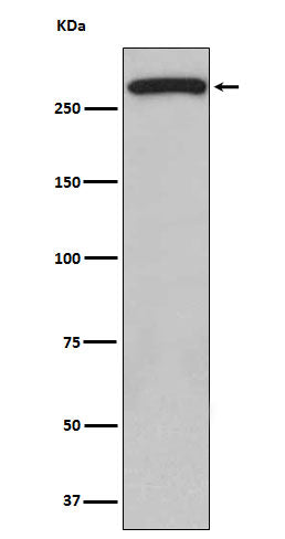 Anti-ATM Rabbit Polyclonal Antibody