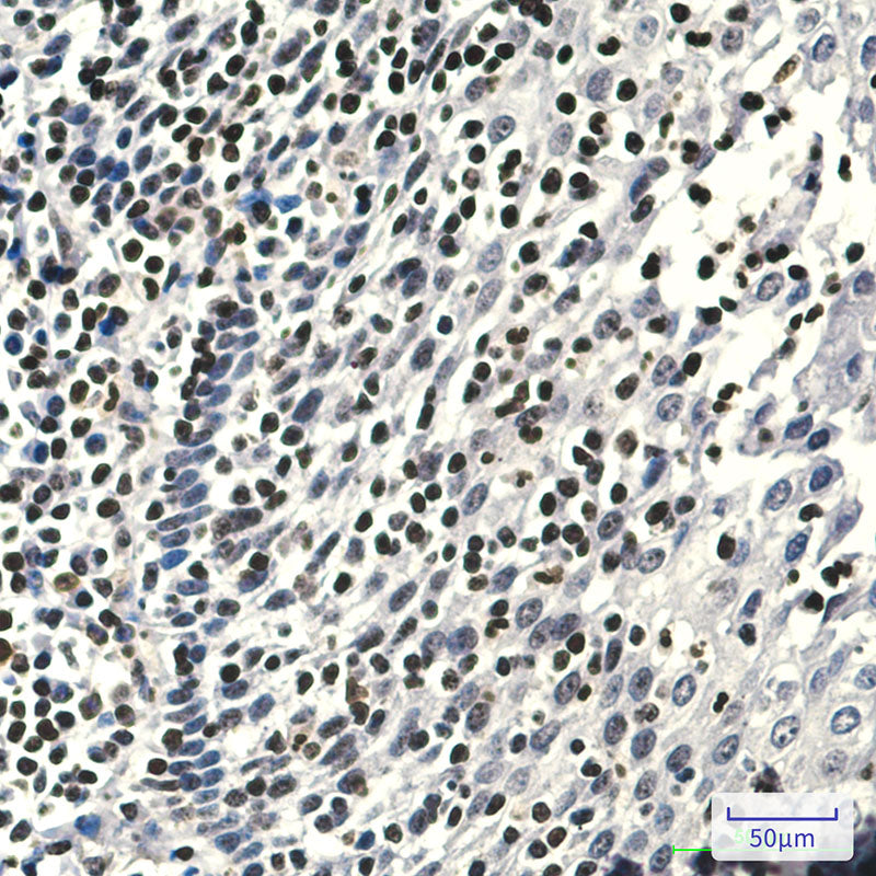 Anti-5 Lipoxygenase Rabbit Polyclonal Antibody