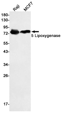 Anti-5 Lipoxygenase Rabbit Polyclonal Antibody