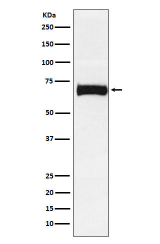 Anti-Nectin 2 Rabbit Polyclonal Antibody