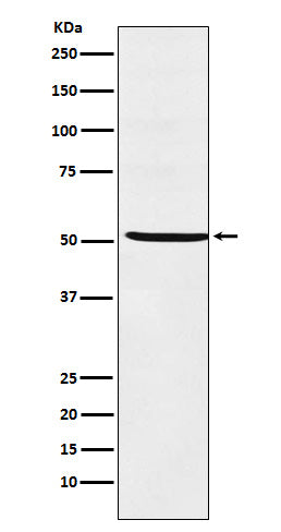 Anti-Steroidogenic Factor 1 Rabbit Polyclonal Antibody