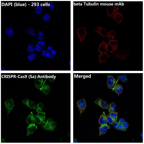Anti-CRISPR Cas9 SA Rabbit Polyclonal Antibody