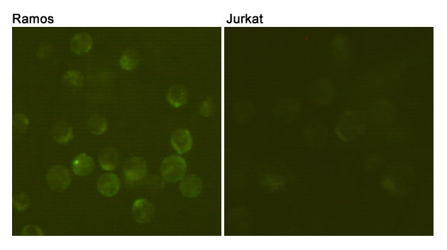 Anti-CD19 (3G7) Mouse Monoclonal Antibody