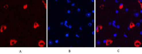 Anti-MAP2 (3B5) Mouse Monoclonal Antibody