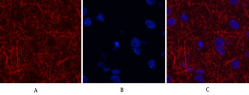 Anti-MAP2 (3B5) Mouse Monoclonal Antibody