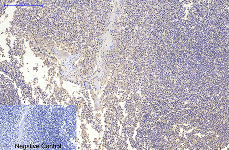 Anti-MAP2 (3B5) Mouse Monoclonal Antibody