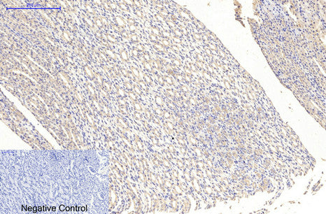 Anti-MAP2 (3B5) Mouse Monoclonal Antibody