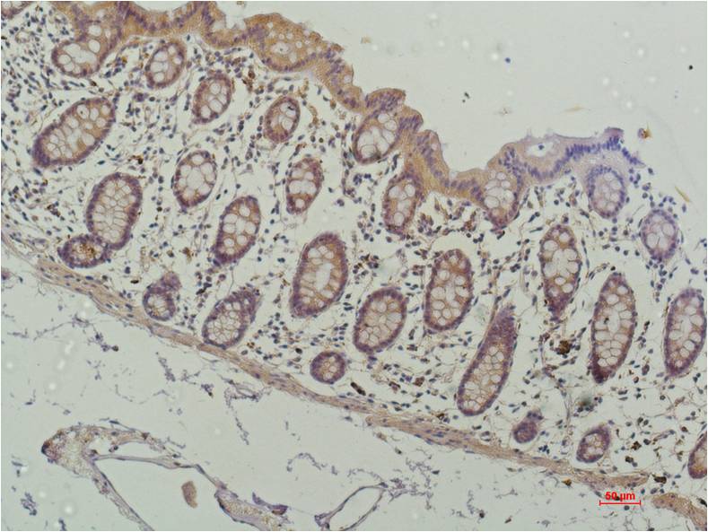 Anti-HDAC1 (3F5) Mouse Monoclonal Antibody