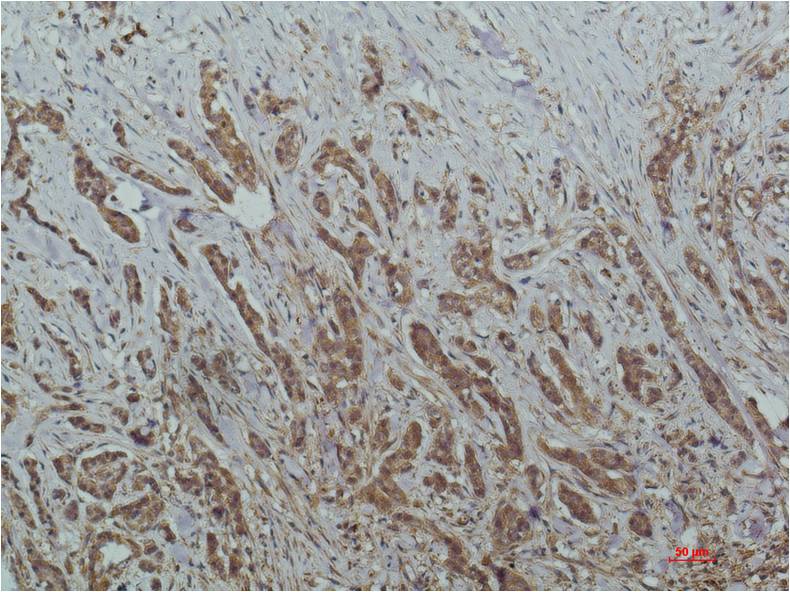 Anti-HDAC1 (3F5) Mouse Monoclonal Antibody
