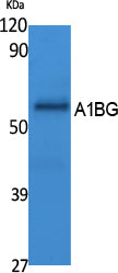 Anti-A1BG Rabbit Polyclonal Antibody