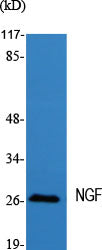 Anti-NGF Rabbit Polyclonal Antibody