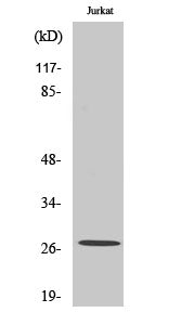 Anti-NGF Rabbit Polyclonal Antibody
