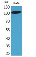 Anti-NFAT2 Rabbit Polyclonal Antibody
