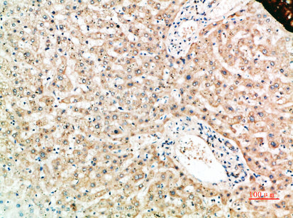 Anti-RANK Rabbit Polyclonal Antibody
