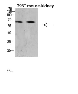 Anti-RANK Rabbit Polyclonal Antibody